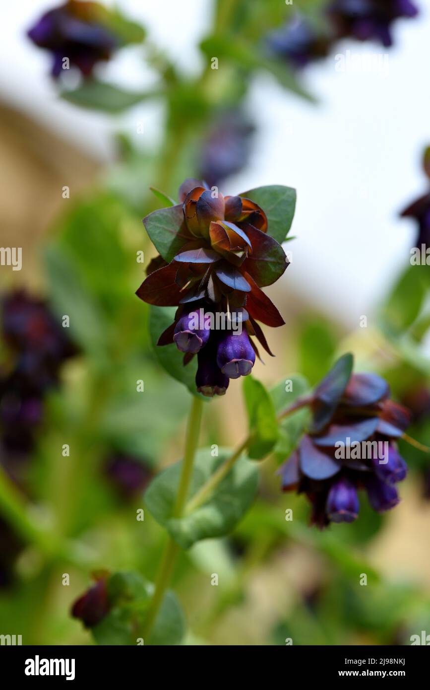 Die violetten Blüten von Cerinthe major purescens von unten gesehen. Stockfoto