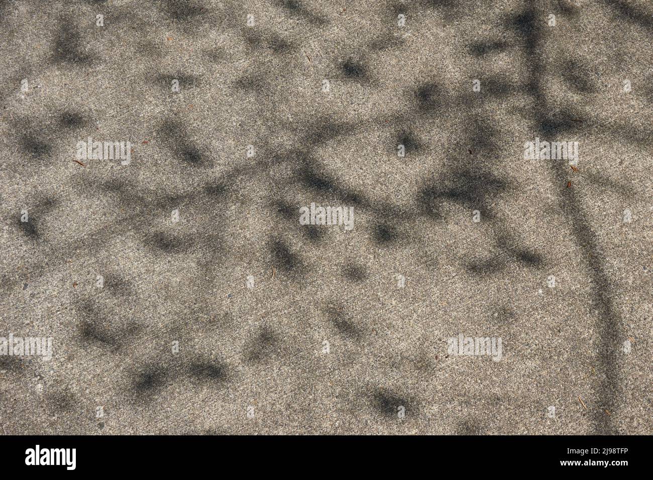 Zarte Schatten von Ästen und Blättern, die auf einen grauen Betonweg geworfen werden Stockfoto
