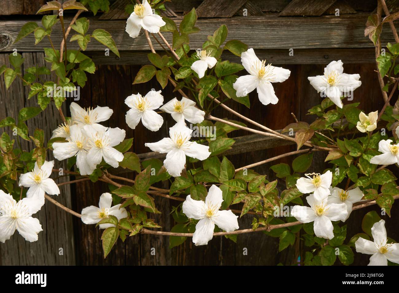 Weiße Clematis montana blühende Weinrebe, die im Frühling an einem Holzzaun entlang klettern Stockfoto