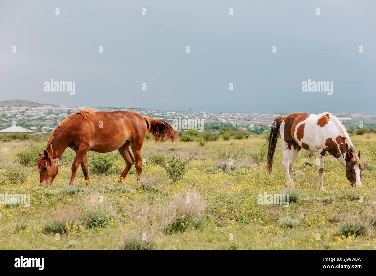 Ein Paar mehrfarbiger Pferde grasen auf einer grünen Wiese neben dem Dorf. Friedliche Szene mit Pferden Stockfoto