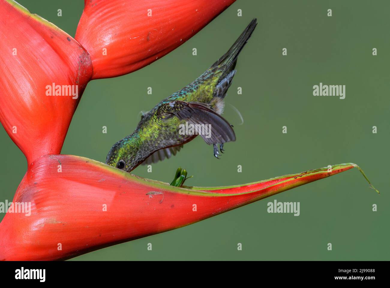 Blau-belüfteter Kolibri - Saucerottia hoffmanni, schöner Kolibri aus den Wäldern und Gärten Mittelamerikas, Costa Rica. Stockfoto