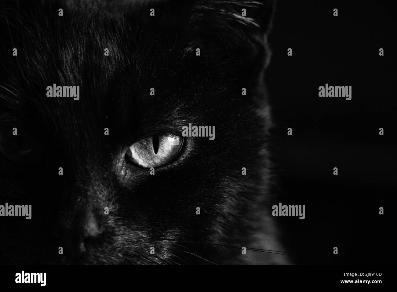 Porträt einer schwarzen Katze auf einem dunklen Hintergrund Nahaufnahme, die Augen einer schwarzen Katze Stockfoto