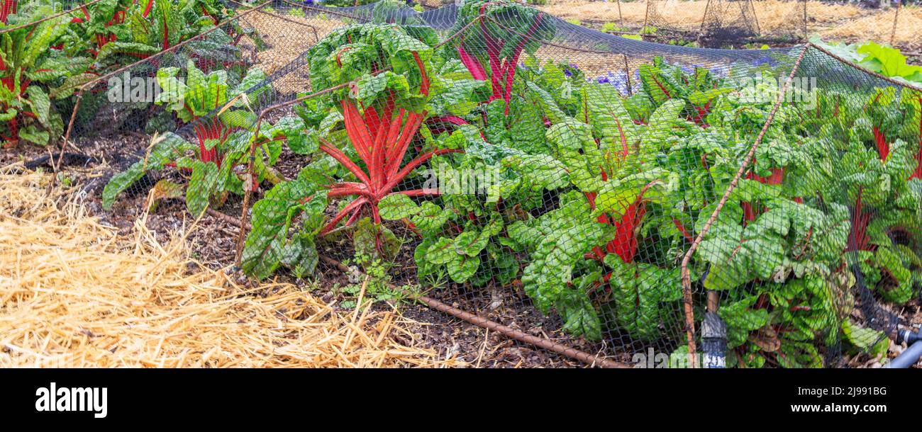 Farbenfroher, mit Netzen bedeckter Mangold im Gemüsegarten Stockfoto