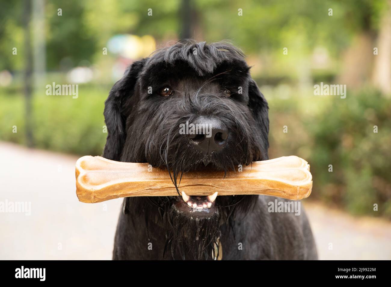 Riesenschnauzer mit Knochen in den Zähnen, Hundefutter, ein Hund auf einem Spaziergang in einem Park in der Ukraine Stockfoto