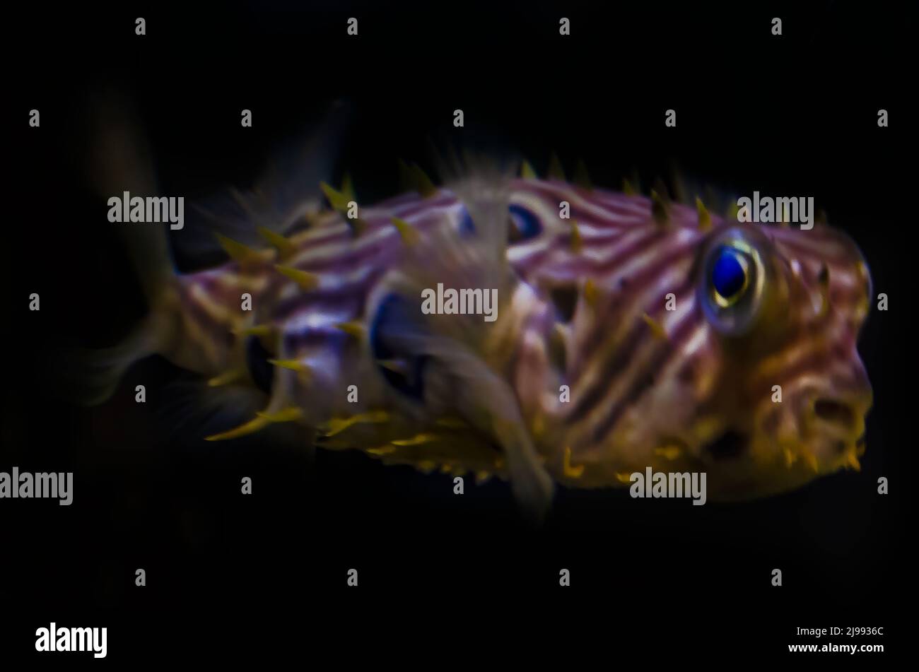 Ein gestreifter Burrfish (Chilomycterus schoepfi) schwimmt in einem Aquarium im Dauphin Island Sea Lab und Estuarium, 29. Juni 2021, in Dauphin Island, Alabama. Stockfoto