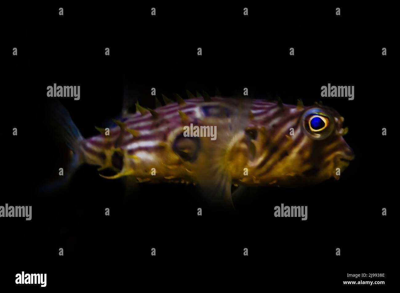 Ein gestreifter Burrfish (Chilomycterus schoepfi) schwimmt in einem Aquarium im Dauphin Island Sea Lab und Estuarium, 29. Juni 2021, in Dauphin Island, Alabama. Stockfoto