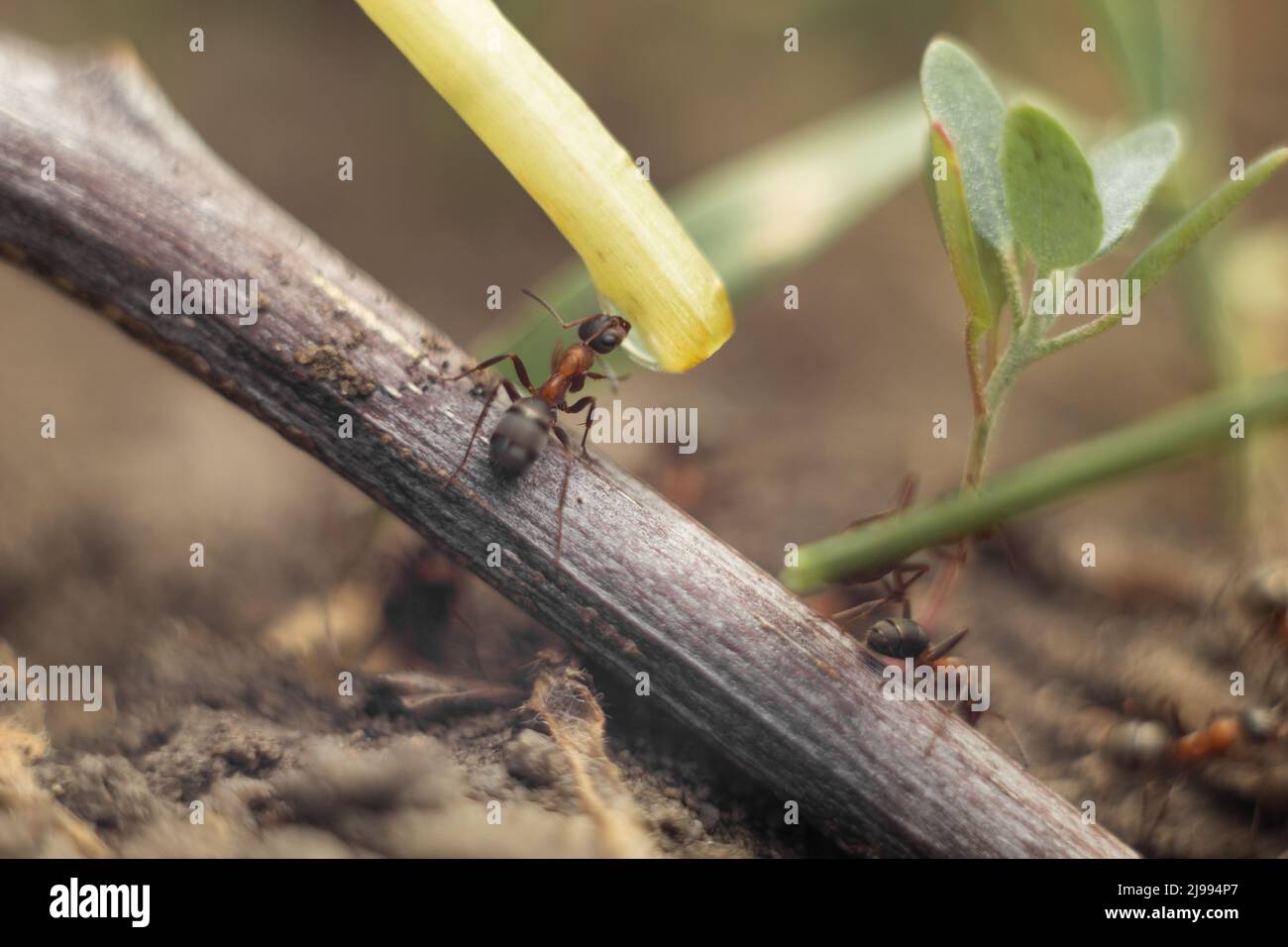 Makrofoto einer Ameise. Die Ameise trinkt Wasser. Makrofoto von Insekten Stockfoto