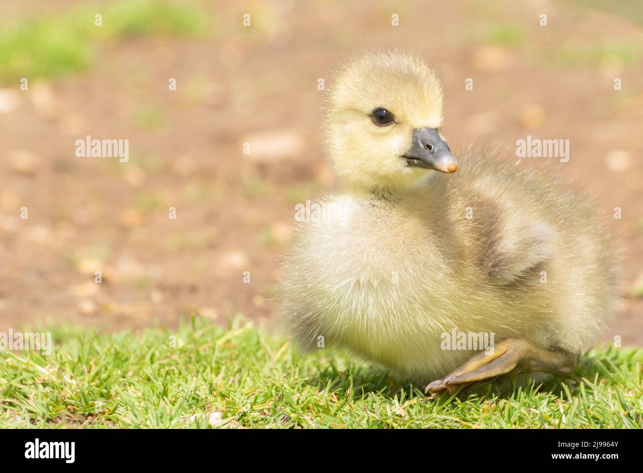 Gosling im Lakeside Country Park, Eastleigh Stockfoto