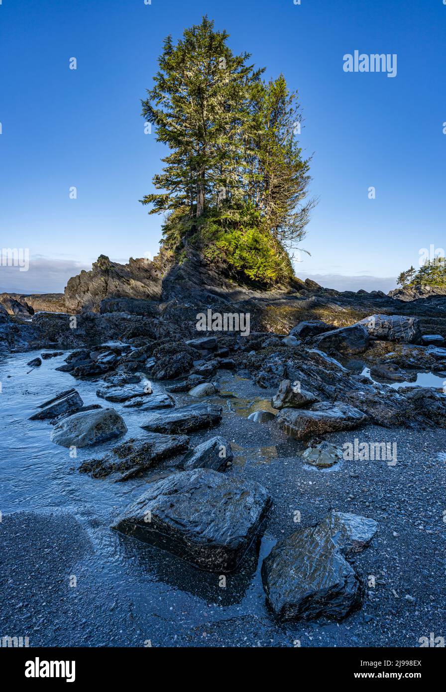 Bäume an einer felsigen Küste am Botanischen Strand im Juan de Fuca Provincial Park in British Columbia, Kanada. Stockfoto