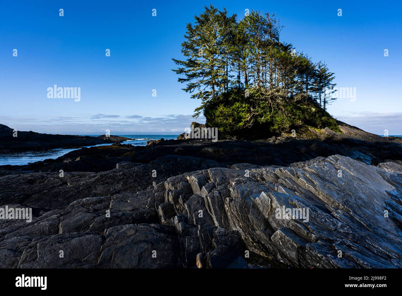Bäume an einer felsigen Küste am Botanischen Strand im Juan de Fuca Provincial Park in British Columbia, Kanada. Stockfoto
