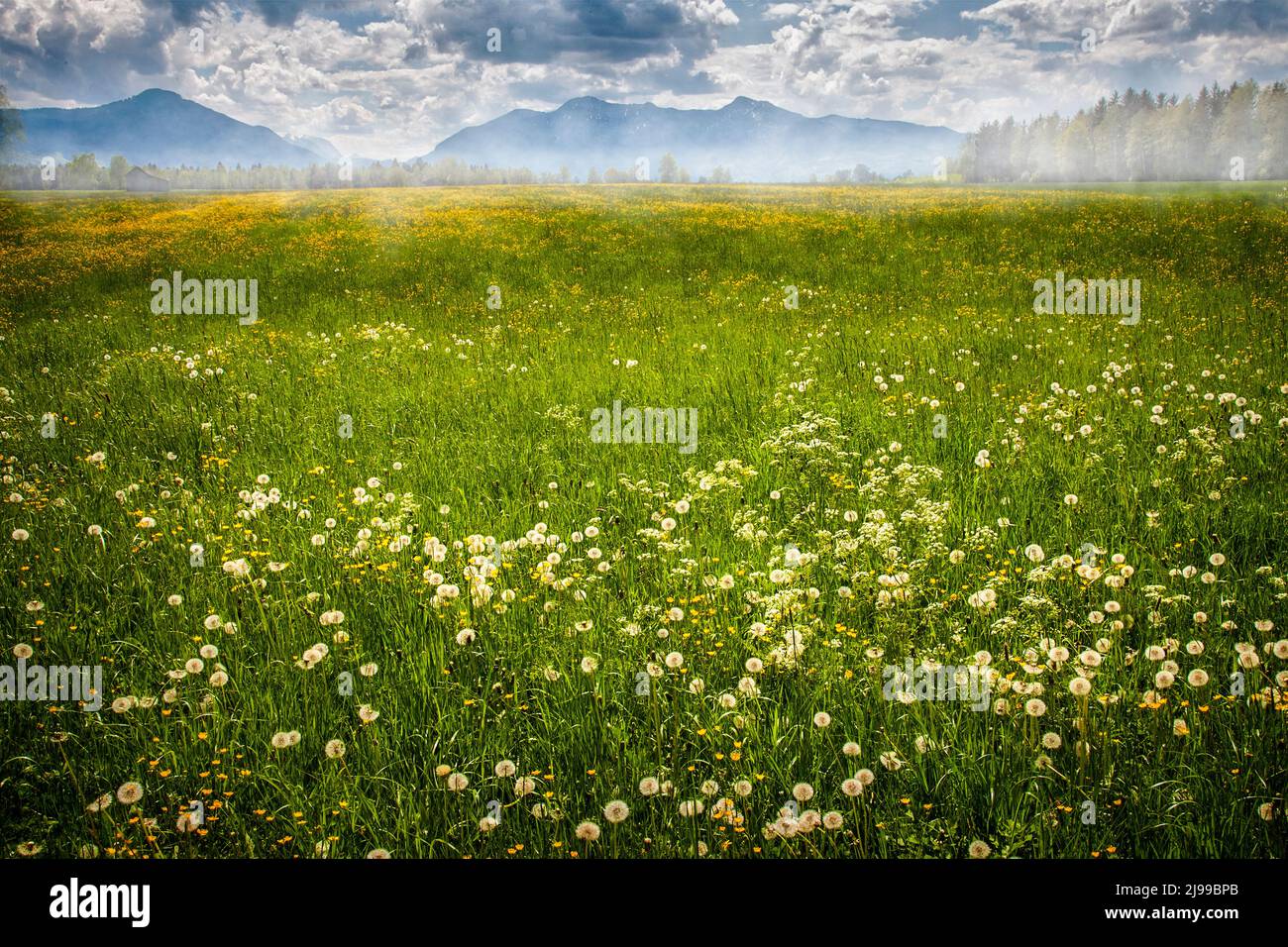 DE -BAVARIA: Frühling im Loisach Moor bei Bichl, Oberbayern Deutschland Stockfoto