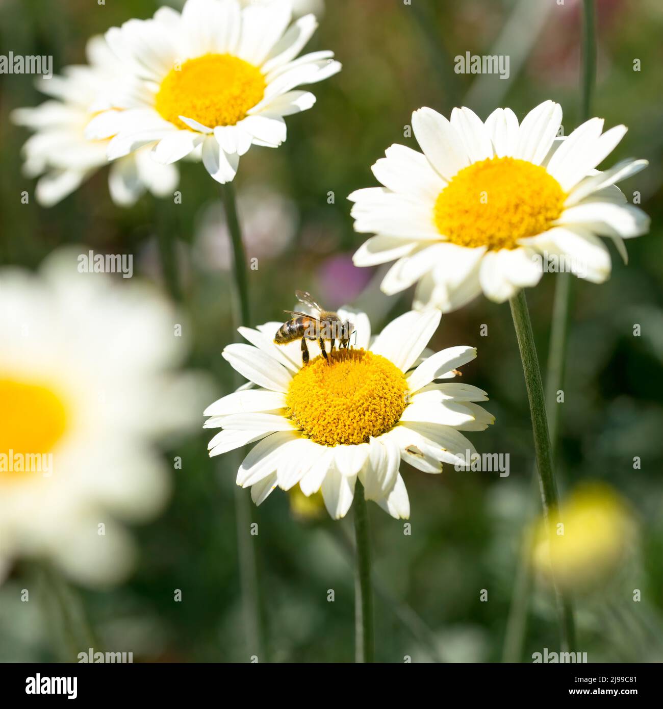 Biene auf einer Susanna Mitchell Marguerite Daisy (Anthemis) Stockfoto