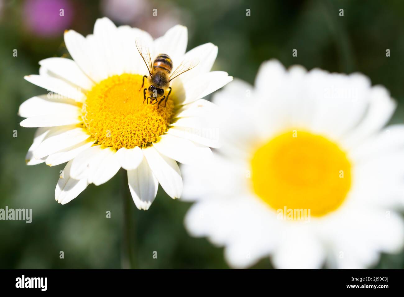 Biene auf einer Susanna Mitchell Marguerite Daisy (Anthemis) Stockfoto