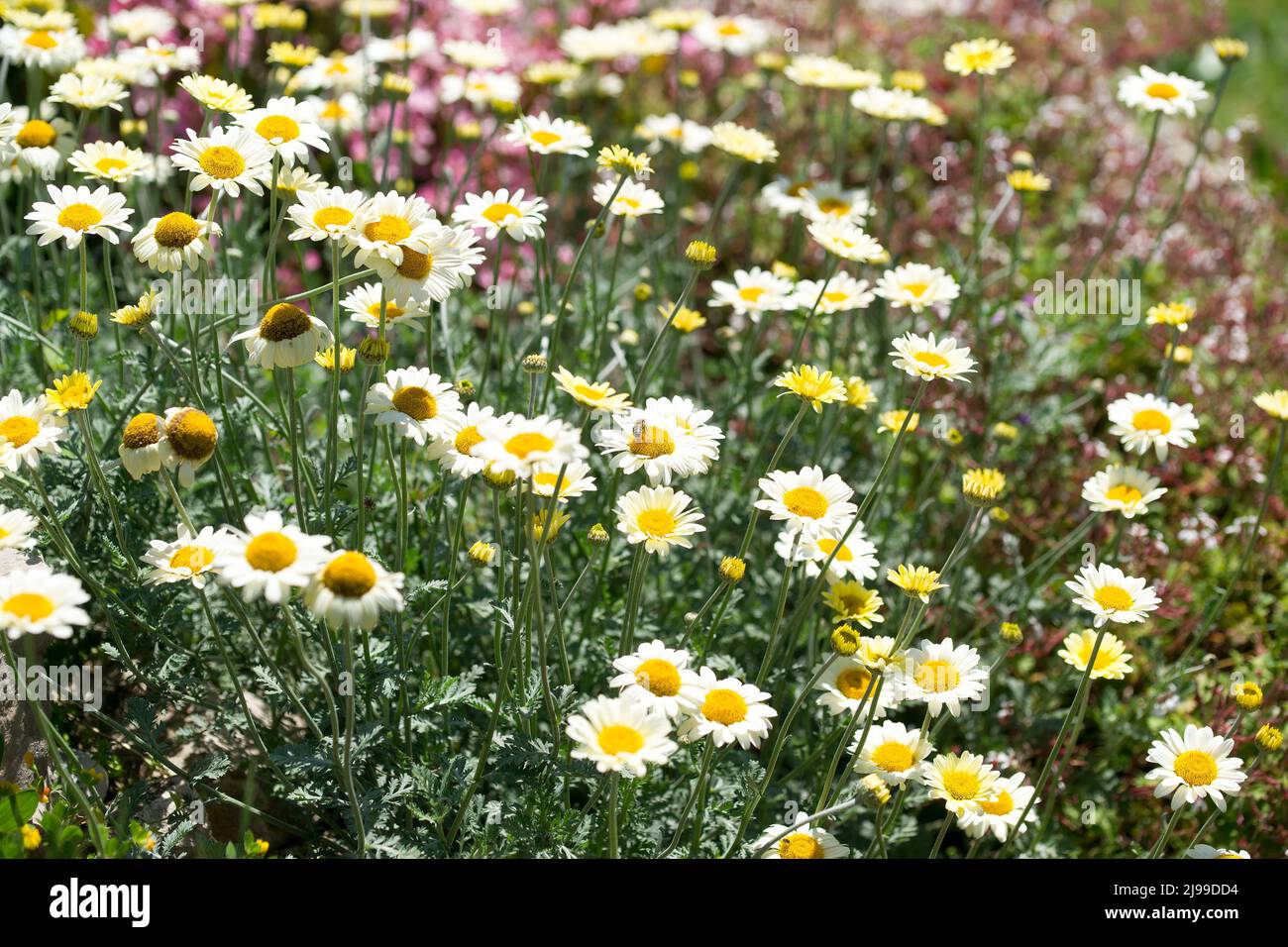 Susanna Mitchell Marguerite Daisy (Anthemis) und eine Biene Stockfoto