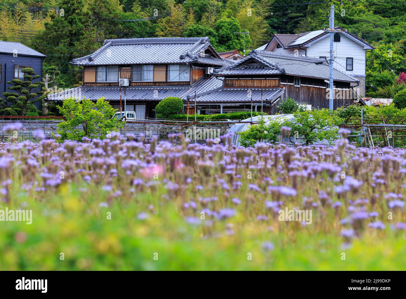 Traditionelles japanisches Holzhaus auf dem Land hinter einem Feld mit violetten Blumen Stockfoto