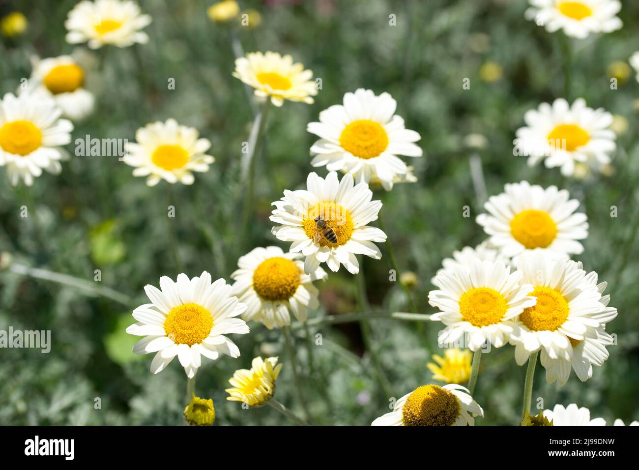 Susanna Mitchell Marguerite Daisy (Anthemis) und eine Biene Stockfoto