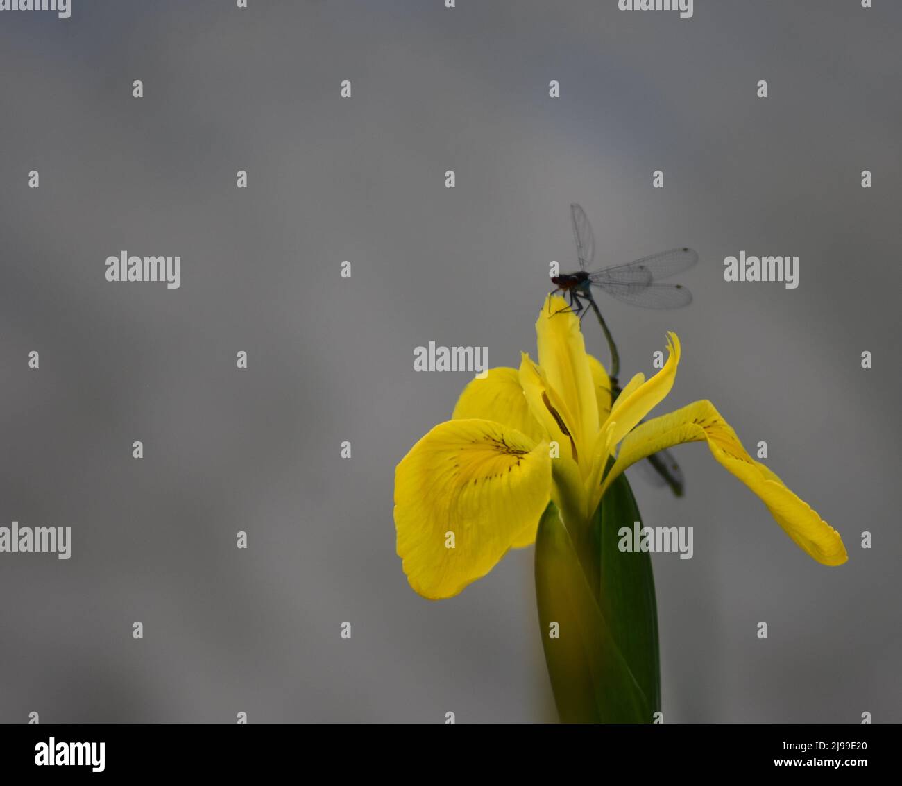 Eine Iris mit gelber Flagge (Iris pseudacorus) mit Libelle (Anisoptera) und Copyspace. Stockfoto