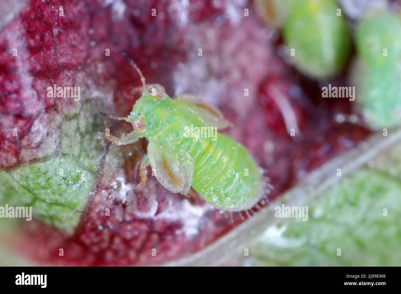 Photomikrographie eines Apfelsaugers (Cacopsylla mali) Nymphe Pest auf einem Apfelblatt Stockfoto