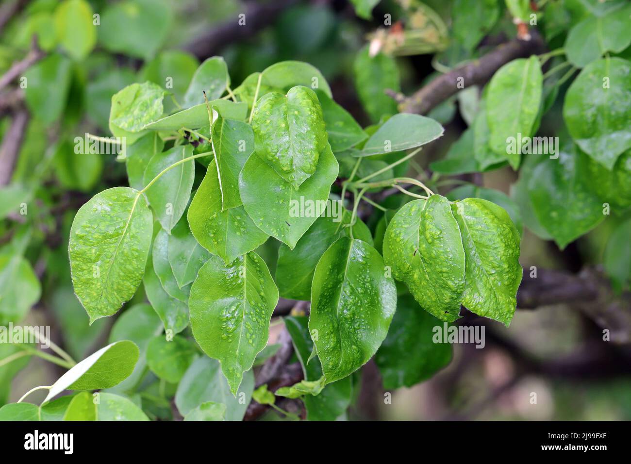 Eriophyes pyri Pearleaf Blister Milbe. Verformte, beschädigte Birnenblätter im Frühlingsgarten. Stockfoto