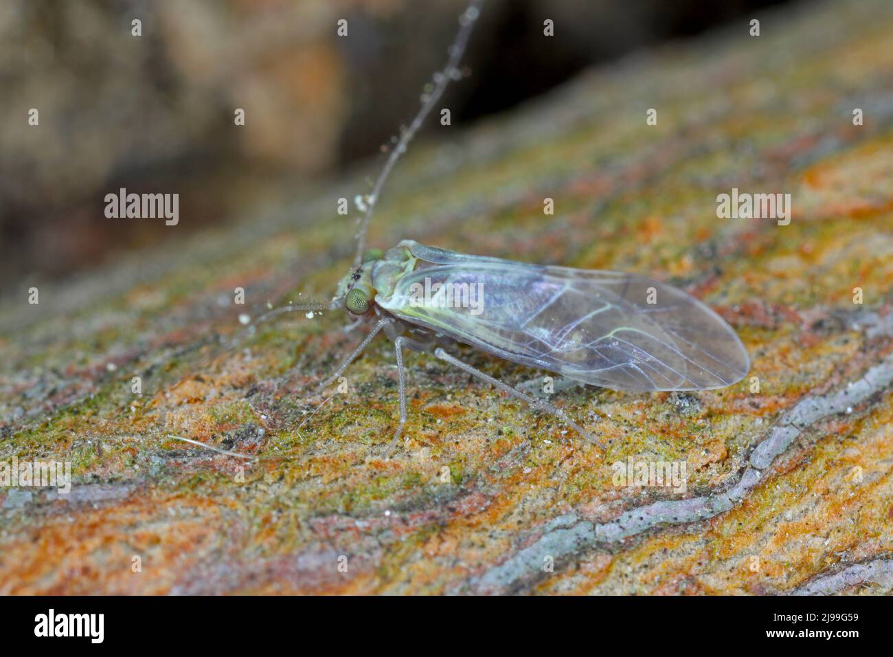 Gewöhnliches Barklice Insekt der Familie Psocidae Stockfoto