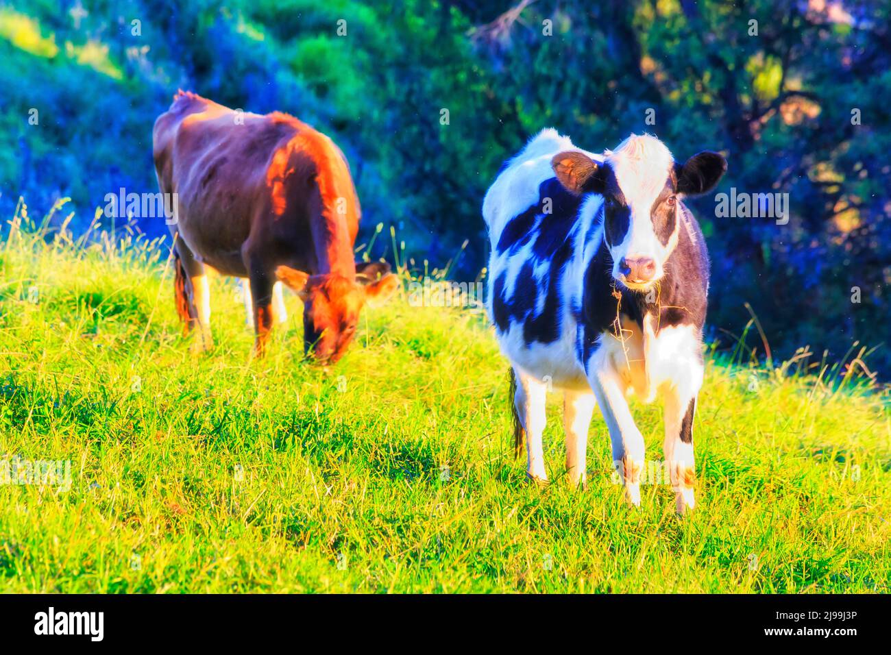 Gesunde Milchkühe und Rinderkühe und -Bullen auf der grünen, bewirtschafteten Weide des landwirtschaftlichen Betriebes in Bega Valley, Australien. Stockfoto