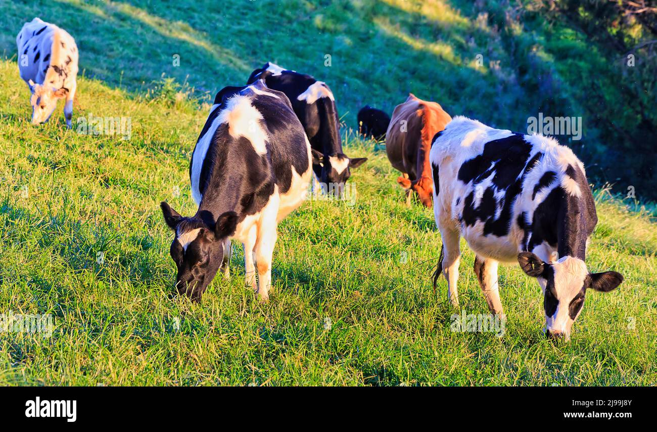 Herde von Milchkühen und Stieren auf grünen Hängen landwirtschaftlicher Wiesen im Bega-Tal in Australien. Stockfoto
