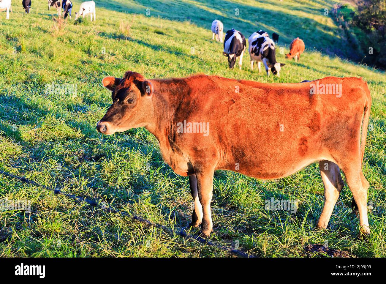 Junger brauner Stier auf einer Weide von kultivierter Landwirtschaft fam im Bega Valley in Australien. Stockfoto