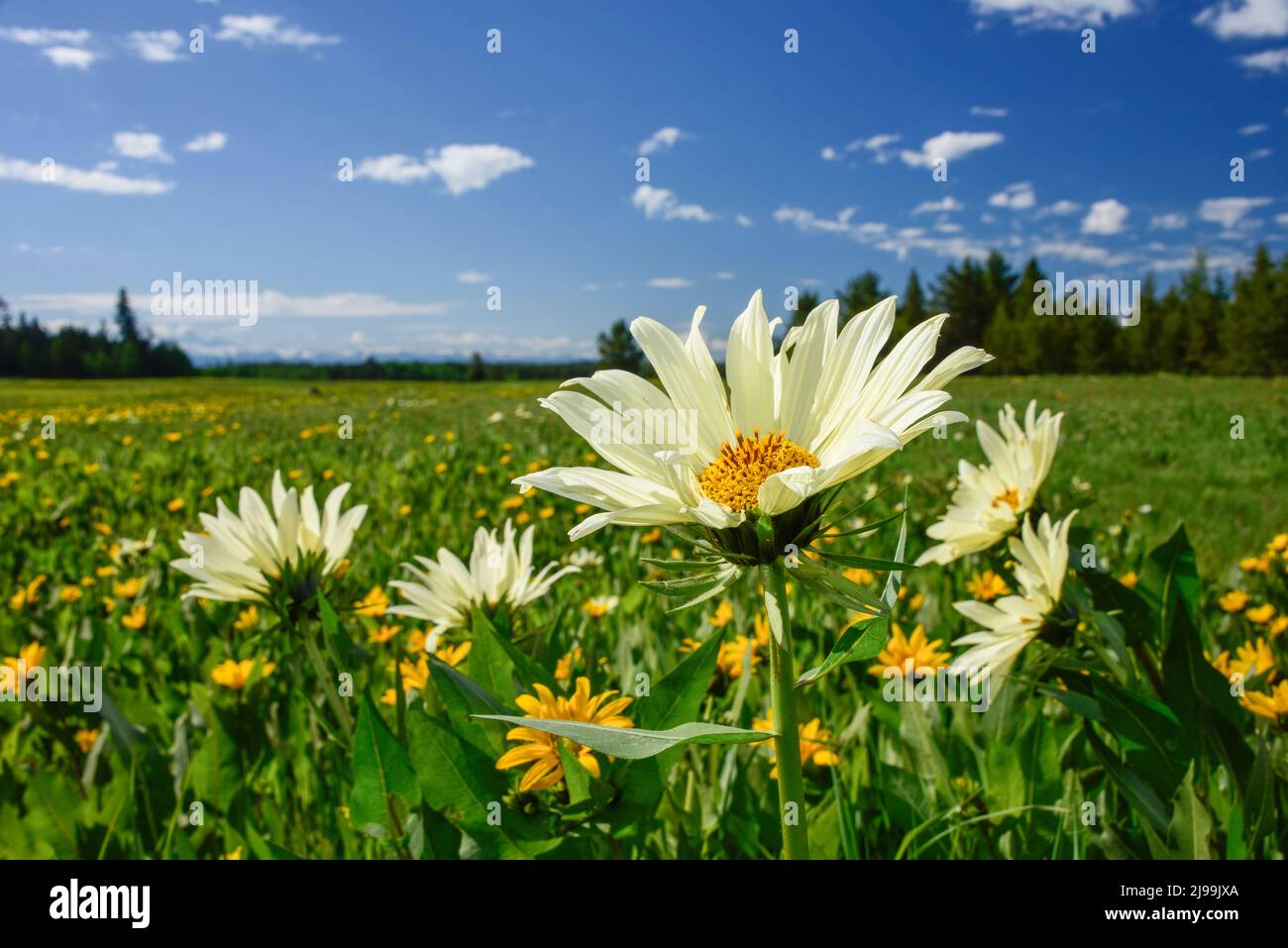 Nahaufnahme von großen Wildblumen in einer Panoramafoto, Island Park, Fremont County, Island Park, Idaho, USA Stockfoto