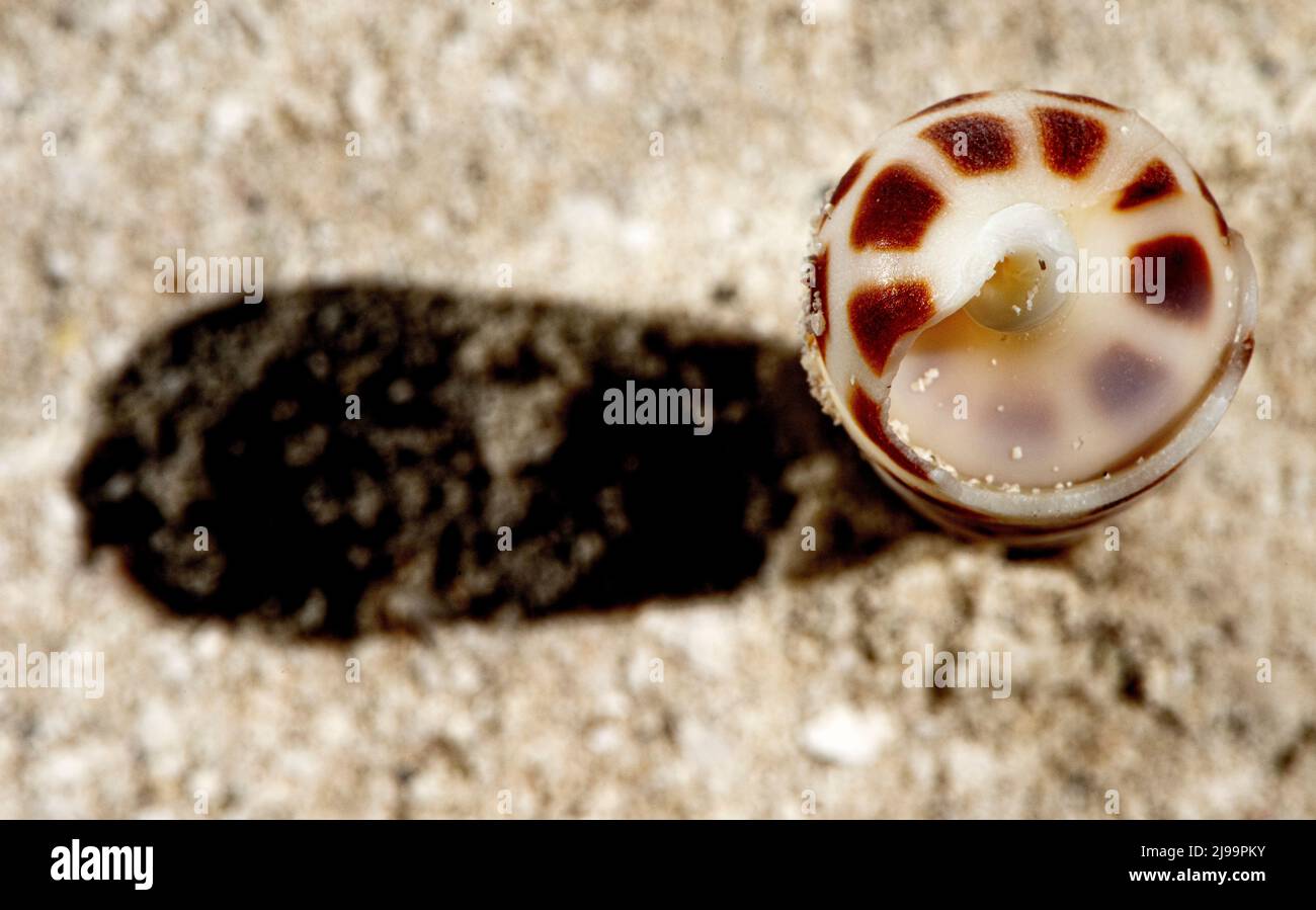 Wunderschöne Muscheln am Strand der Malediven Stockfoto