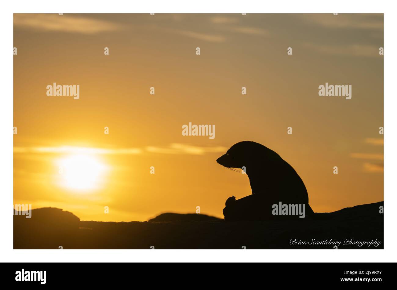 In Silhouette liegt der neuseeländische Pelzrobben seinen Kopf zum Himmel, während er auf Felsen liegt, während sich hinter Kaikoura, Neuseeland, goldene Sonnenaufgänge aufmachen. Stockfoto