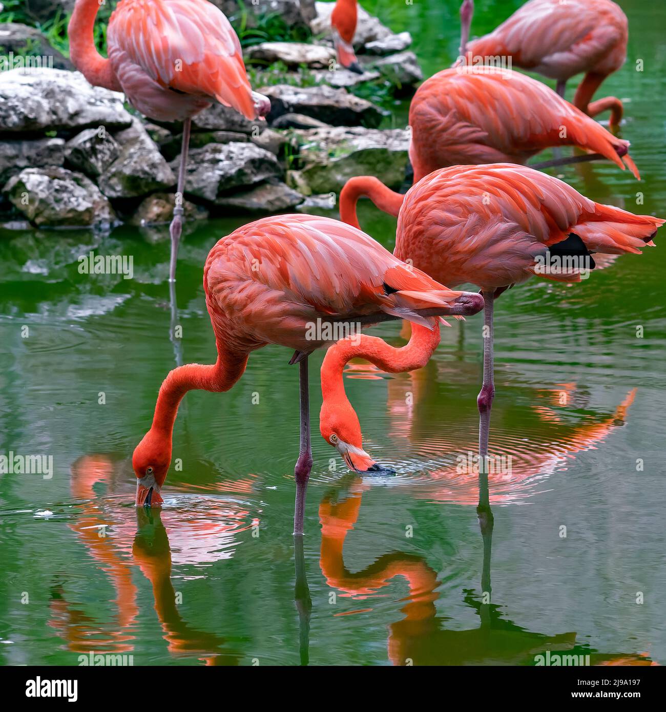 Pink Flamingo, Playa del Carmen, Riviera Maya, Mexiko Stockfoto