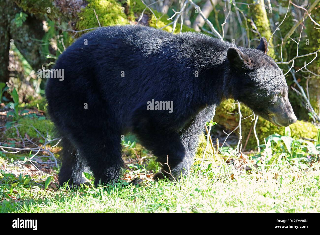 Black Bear - Great Smoky Mountains NP, Tennessee Stockfoto