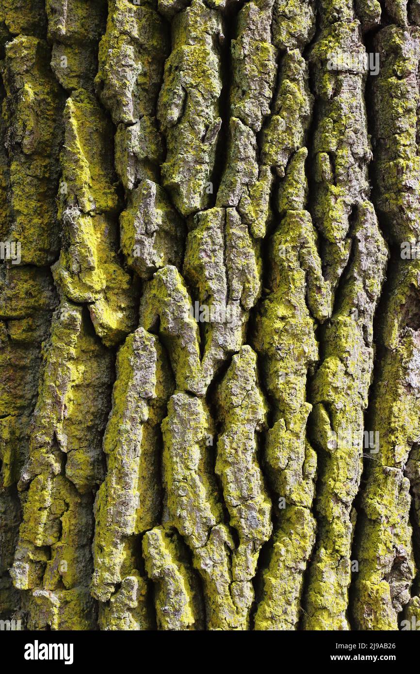 Nahaufnahme eines Eichenstamms, der mit rauer Rinde bedeckt ist. Stockfoto