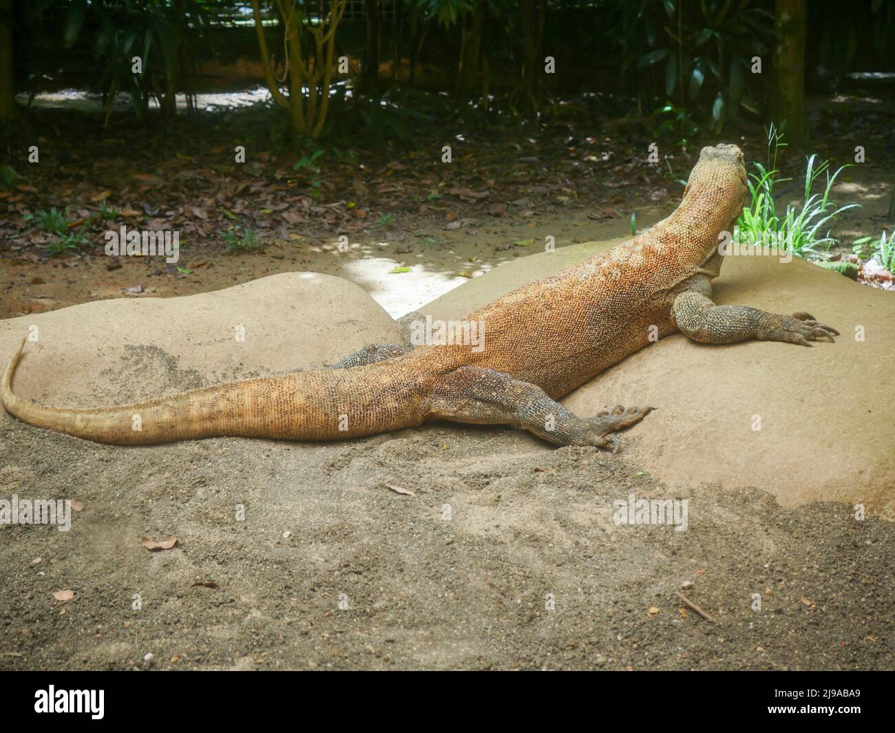 Der Komodo-Drache, auch als Komodo-Monitor bekannt, gehört zur Familie der Warane Stockfoto