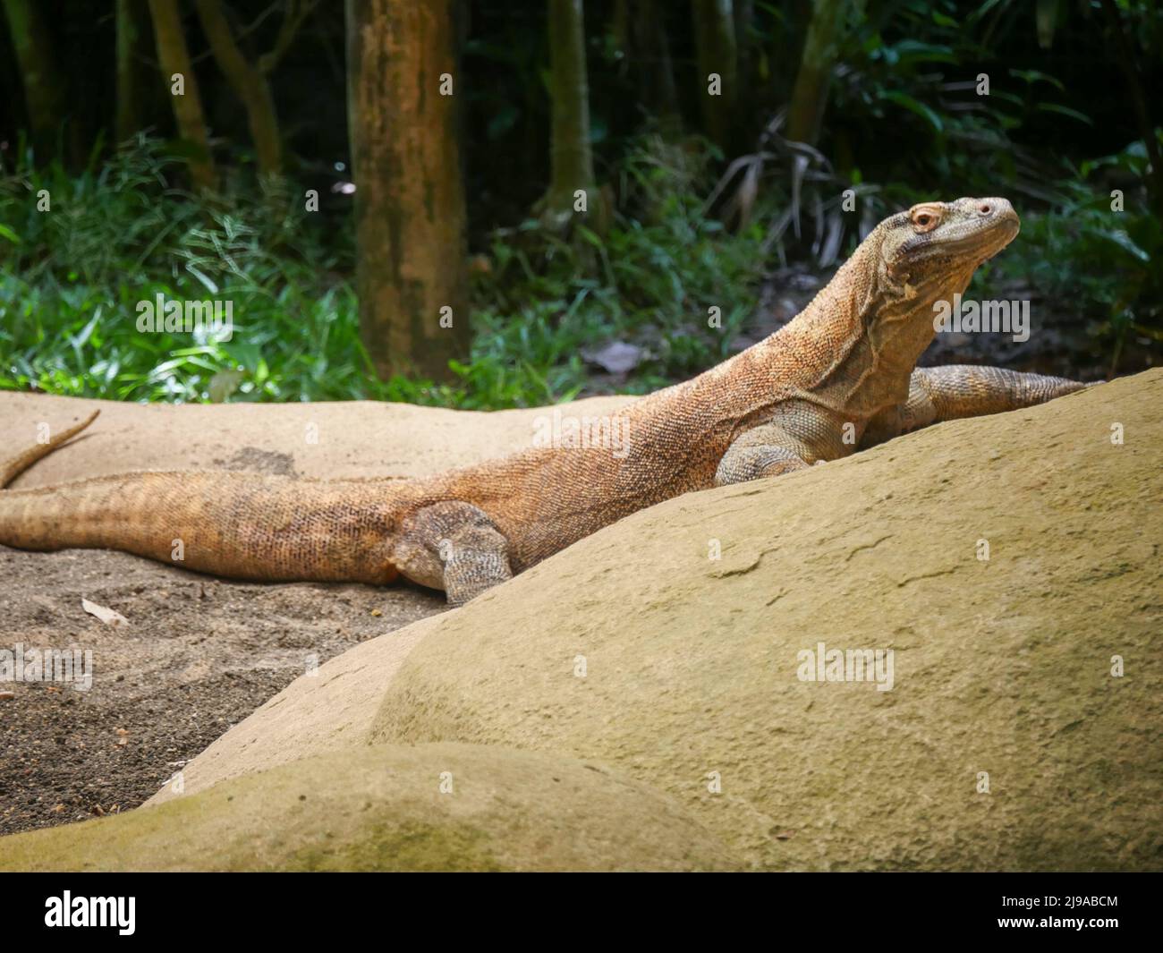 Der Komodo-Drache, auch als Komodo-Monitor bekannt, gehört zur Familie der Warane Stockfoto