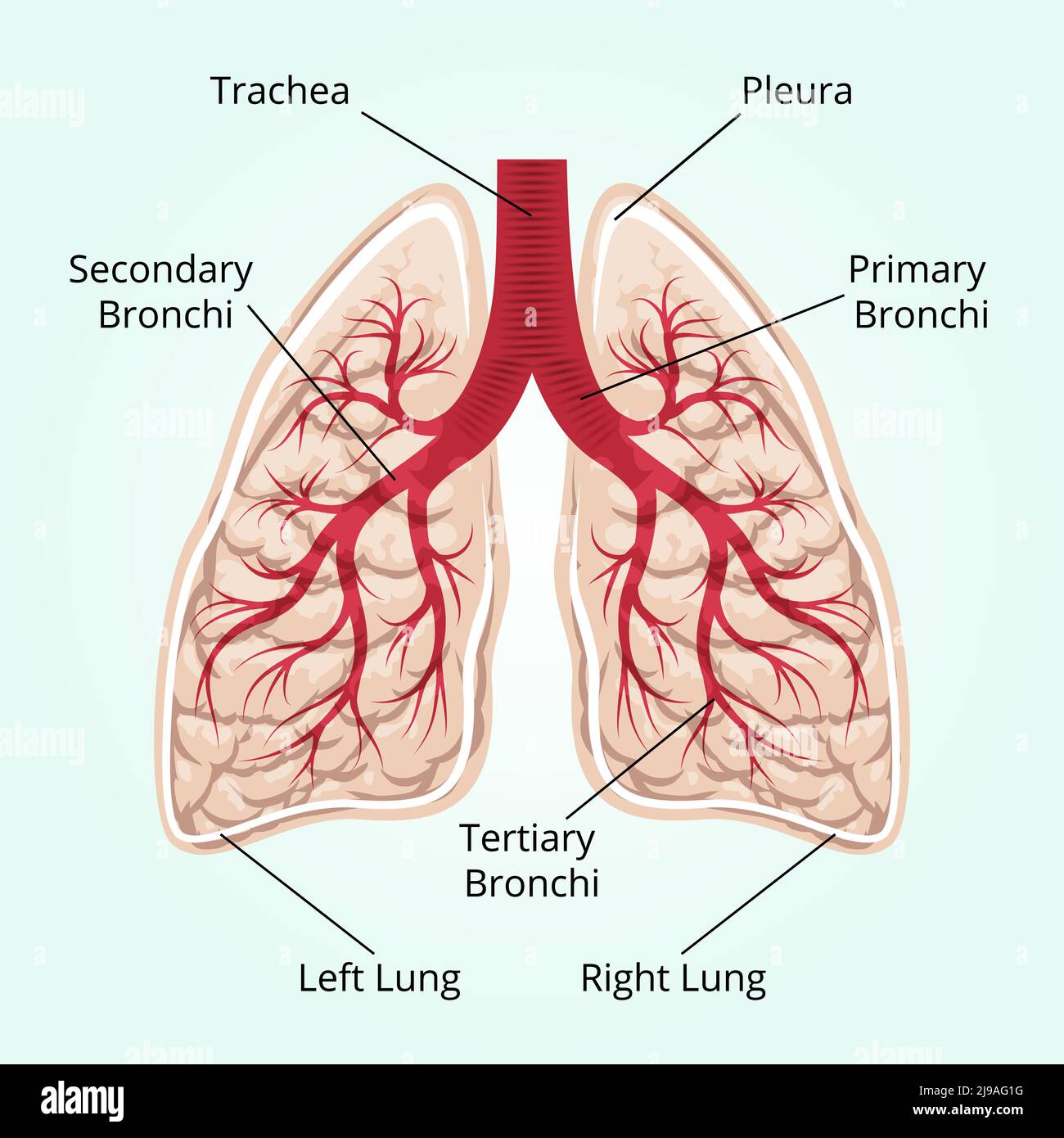 Struktur der Lunge. Gesundheitswesen, und Pleura, Zwerchfell und Atem und Thorax. Vektorgrafik Stock Vektor
