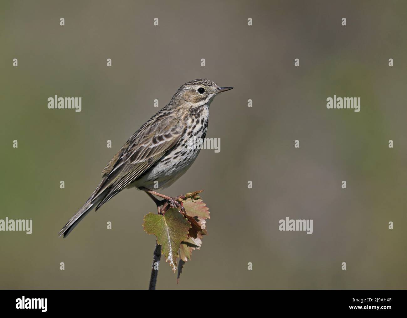 Wiesenpipit, Anthus pratensis, auf Baumspitze sitzend, sauberer Hintergrund Stockfoto