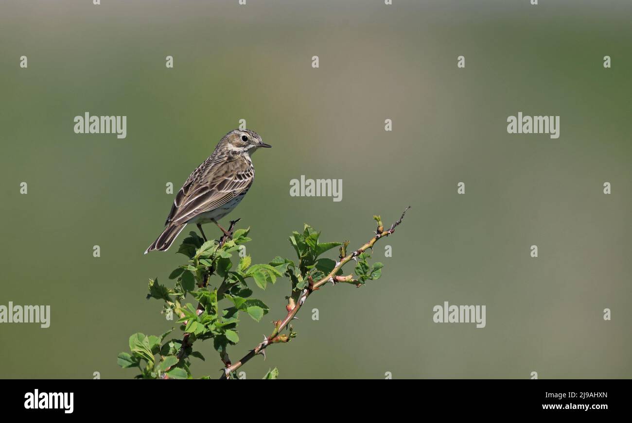 Wiesenpipit, Anthus pratensis, auf Baumspitze sitzend, sauberer Hintergrund Stockfoto