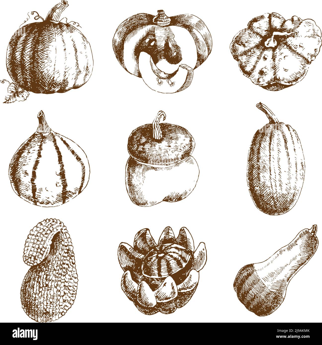 Dekorative ungewöhnliche Kürbisse Sorten und Winter Squash Icons Sammlung Hand Gezeichnetes Doodle Stil abstrakt isoliert Vektor-Illustration Stock Vektor