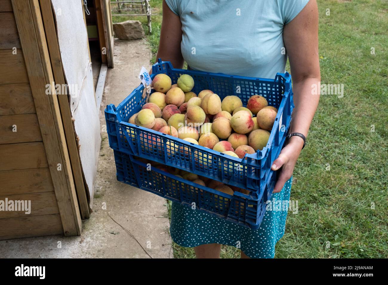 Die Bürgerbewegung der Gemeinschaftsgärten schlägt den Bewohnern vor, sich selbst Obst und Gemüse in der städtischen Landwirtschaft zu produzieren. Das Ziel ist nicht nur produktiv, sondern hat auch ein echtes soziales und pädagogisches Interesse, Und sie breitet sich auf der ganzen Welt aus, nicht nur in großen Städten, wie hier in Dinan, einer kleinen Stadt mit 11.000 Einwohnern in der Bretagne, die durch einen Obstgarten im Herzen des vorrangigen Bezirks Cite Lecuyer dokumentiert wird. Dinan, Bretagne, Frankreich. Stockfoto