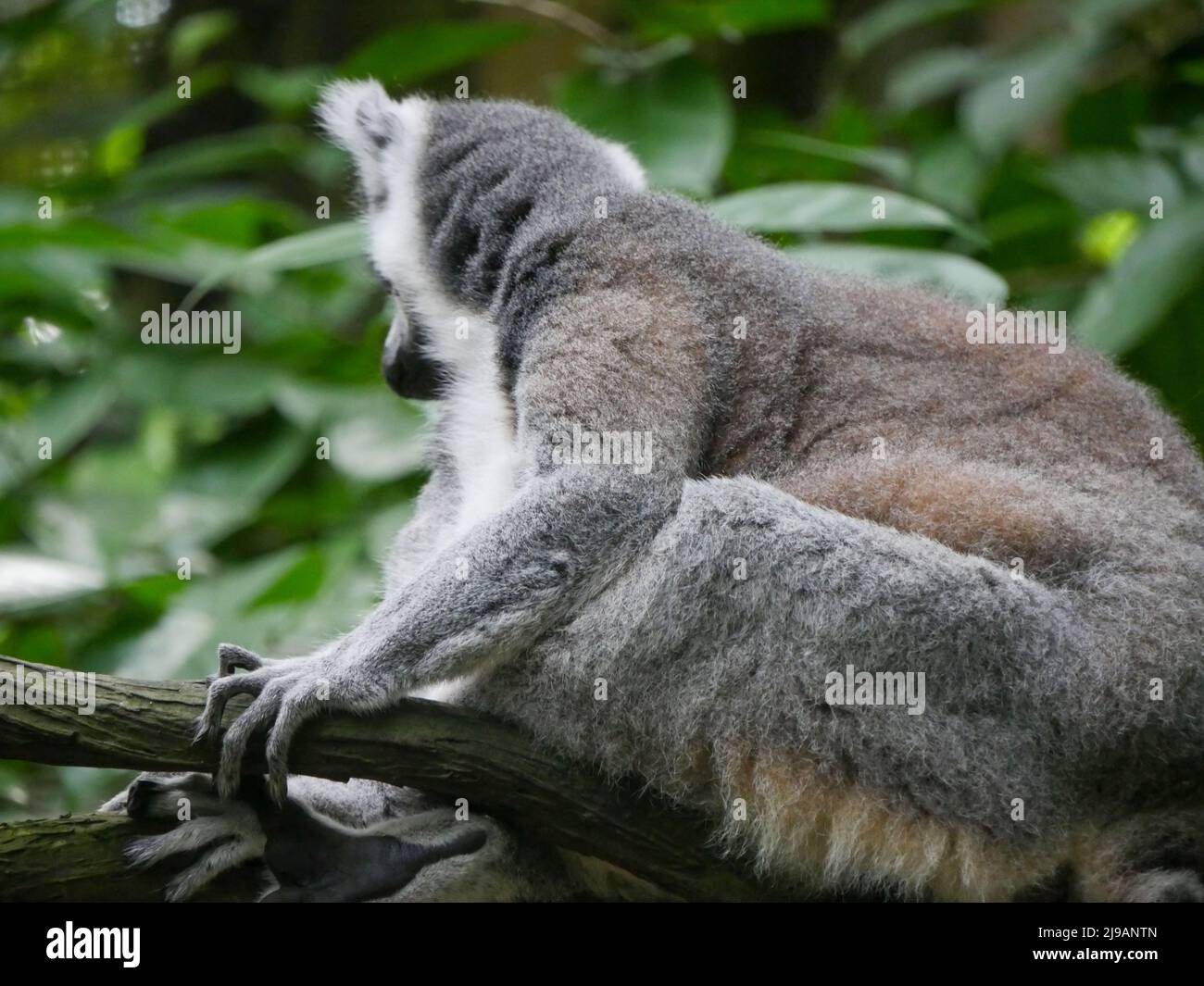Ringschwanzlemur : der Ringschwanzlemur (Lemur catta) ist ein großer Strepsirrhin-Primat und aufgrund seiner langen, schwarzen und weißen Farbe der am meisten bekannte Lemur Stockfoto