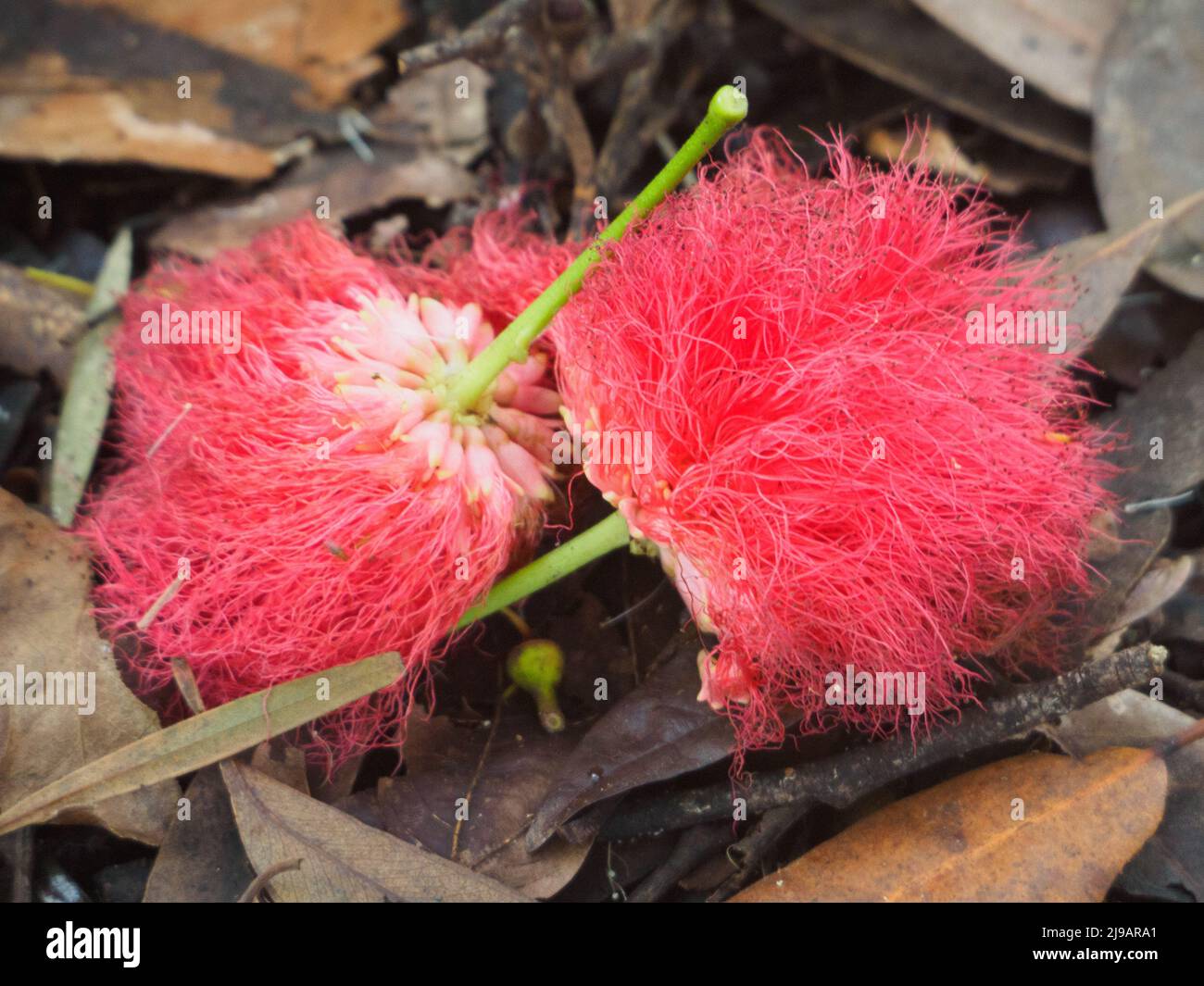 Blumen, zwei Blüten der Calliandra oder Powder Puff Plant, die auf die Blattmasse auf dem Boden gefallen sind, Australian Garden Stockfoto