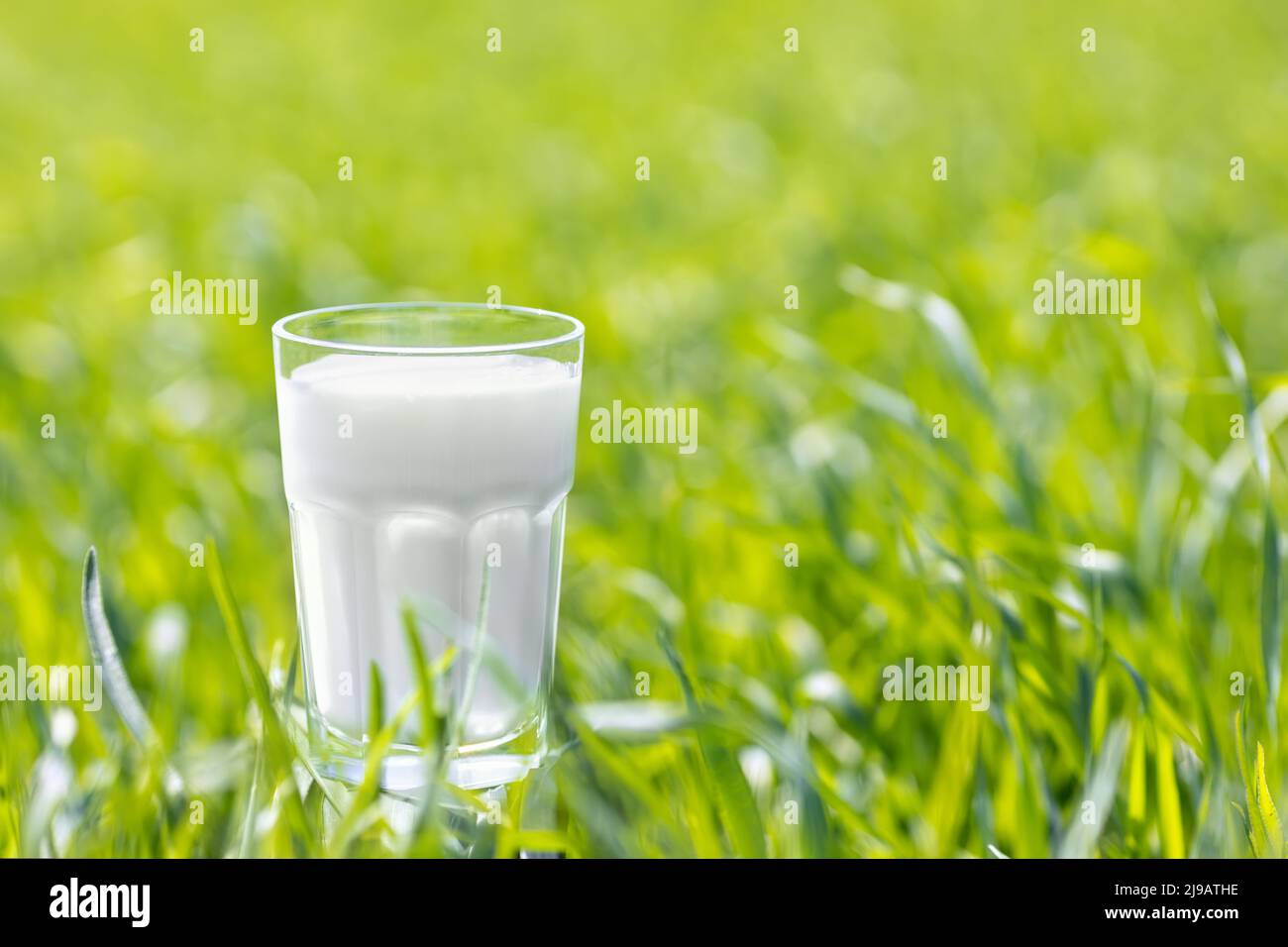 Frische Milch im Glas auf grünem Gras Stockfoto