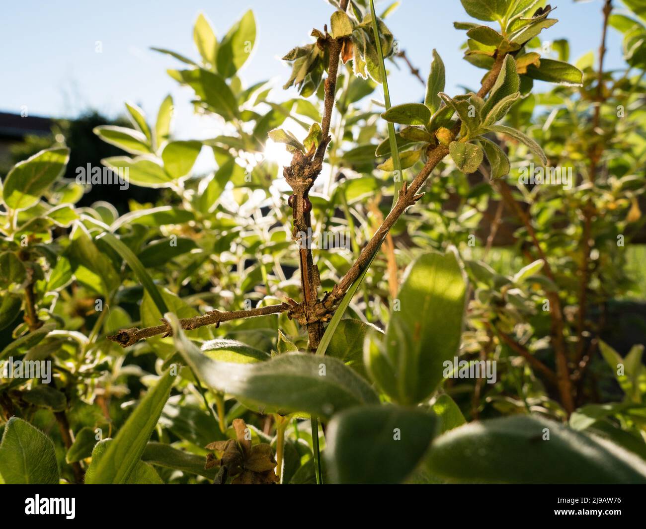 Schuss von winzigen Insekt auf Honigbeere Lonicera kamtschatica; Coccidae auf grünem Blatt und Ast Stockfoto