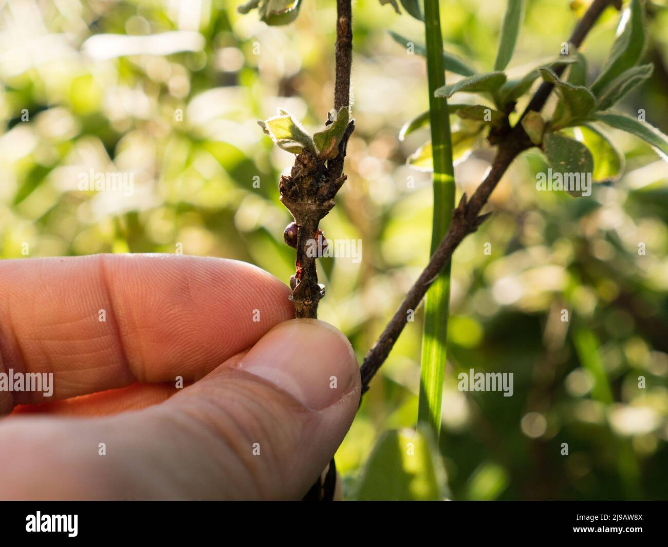 Braune Käfer an einem Pflanzenstamm; Pflanzenstamm von Schussinsekten befallen Stockfoto