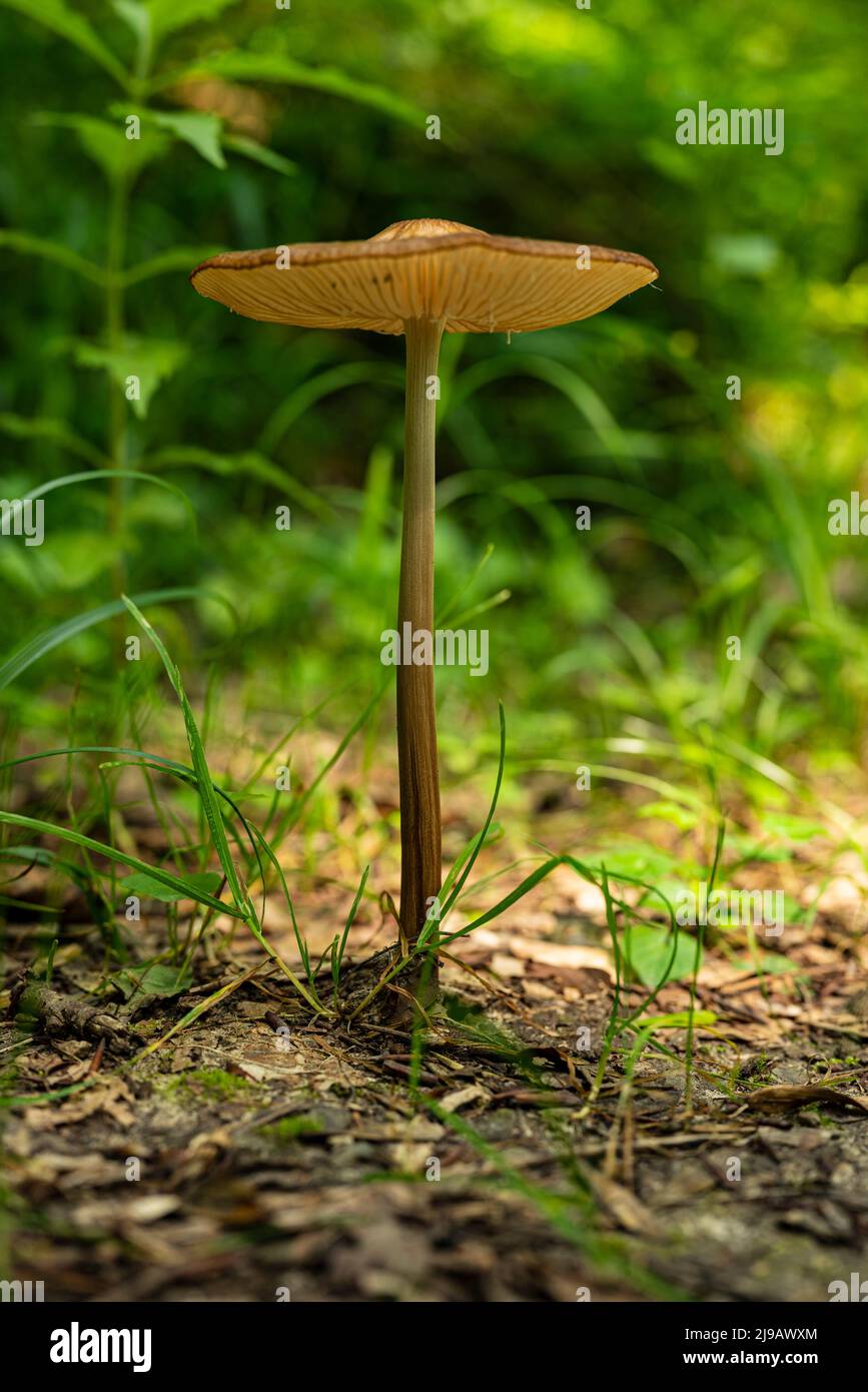 Schöne Nahaufnahme eines langstieligen Waldpilzes mit brauner Mütze (wahrscheinlich aus der Gattung Conocybe) und grünem Gras im Hintergrund Stockfoto