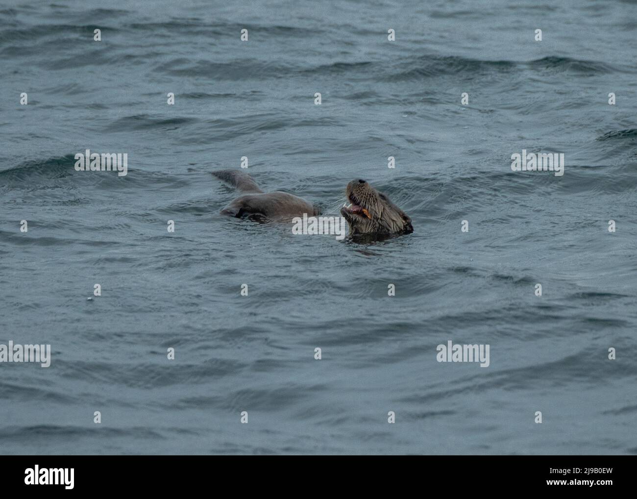 Otter (Lutra lutra, Fischfang an der schottischen Küste, Islay, Innere Hebriden, Islay, Innere Hebriden Stockfoto