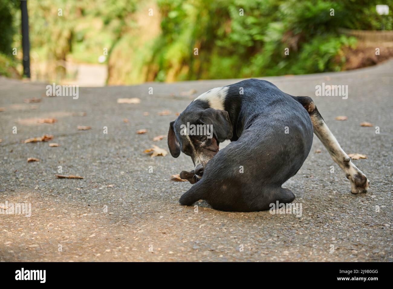 Ein schwarzer Hund sitzt auf dem Bürgersteig Stockfoto