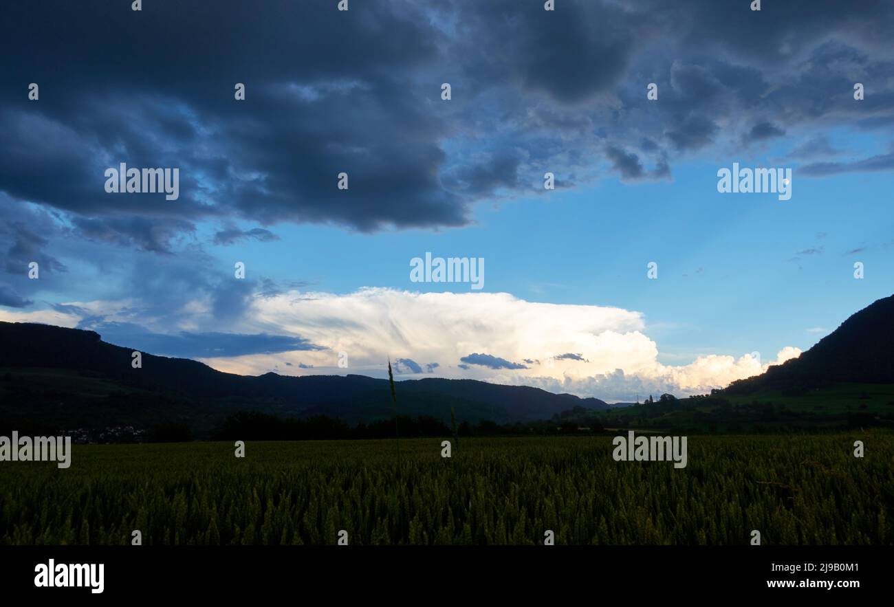 Silouhette eines Weizenfeldes, dahinter blauer Himmel mit mächtiger weißer Regenwolke und Mond. Schwäbische Alb, Deutschland. Stockfoto