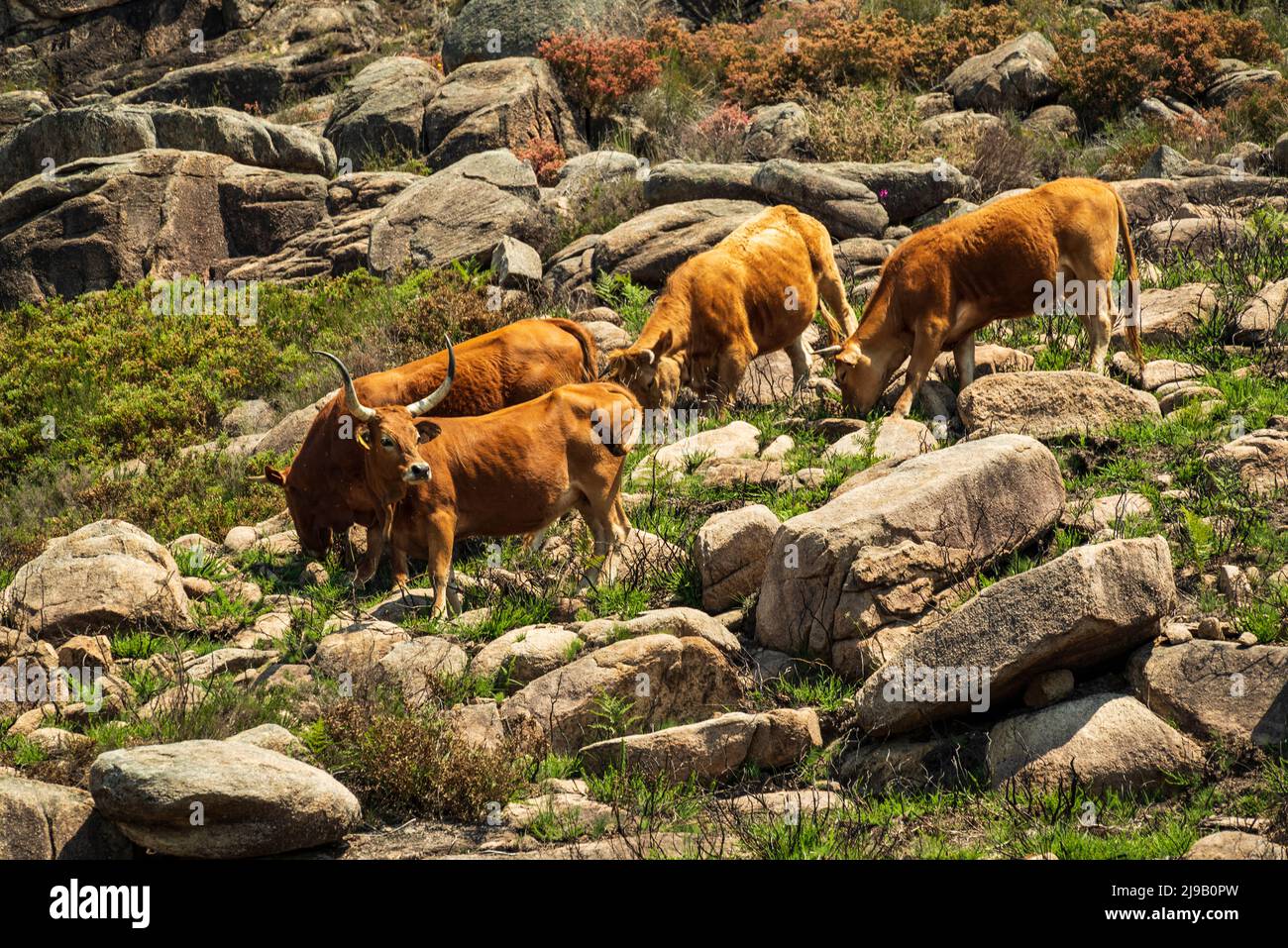 Herde von Cachena-Kühen, die zwischen Granitfelsen grasen, Prado de Gamil, Wanderung Trilho das Silhas dos Ursos, Nationalpark Peneda-Gerês, Portugal Stockfoto